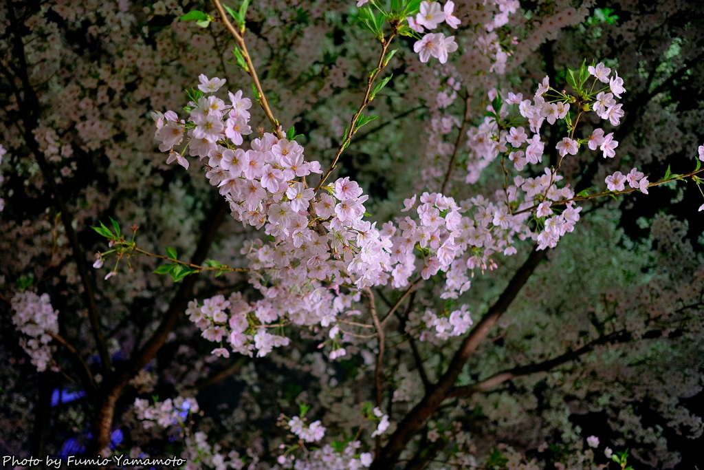 近所の桜　その２