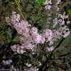 近所の桜　その２