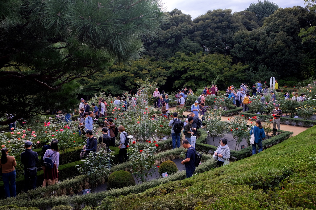 旧古河庭園にて 2019 神無月 その７
