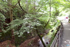 梅雨の大原　その６