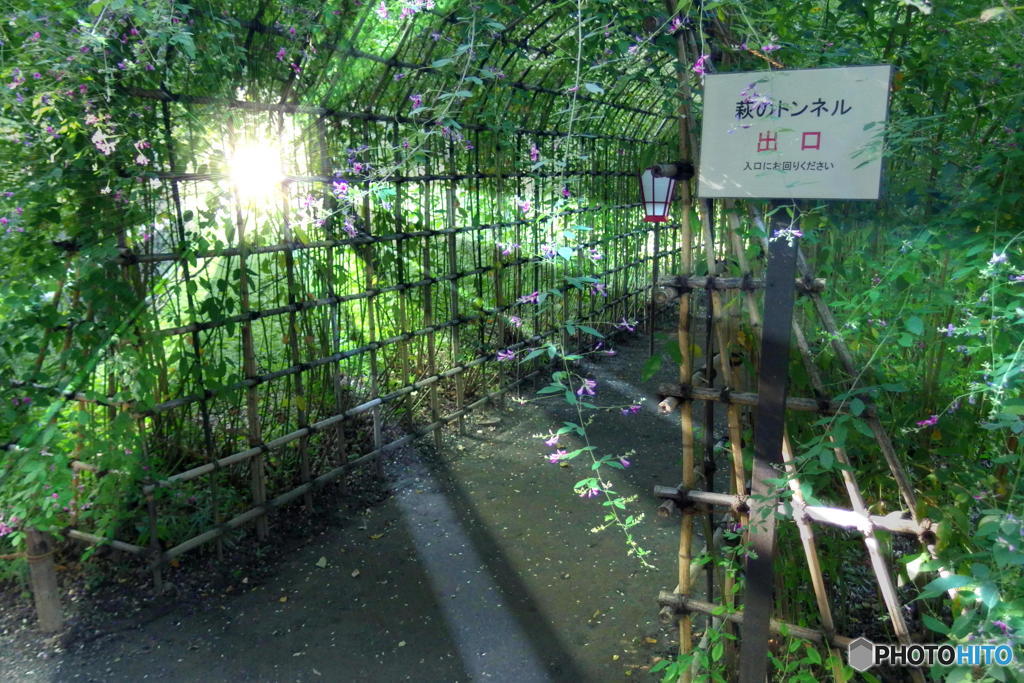 向島百花園にて　その８
