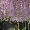 亀戸天神　２０１９卯月　その8