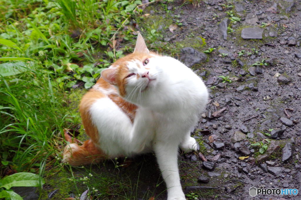 梅雨の哲猫　その９