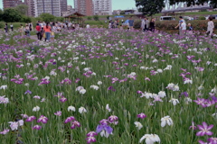 小岩菖蒲園　２０１９水無月 その５