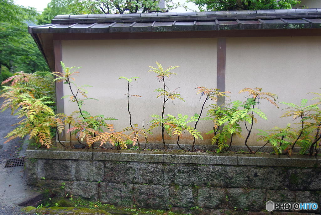 初夏の哲学の道にて　その１