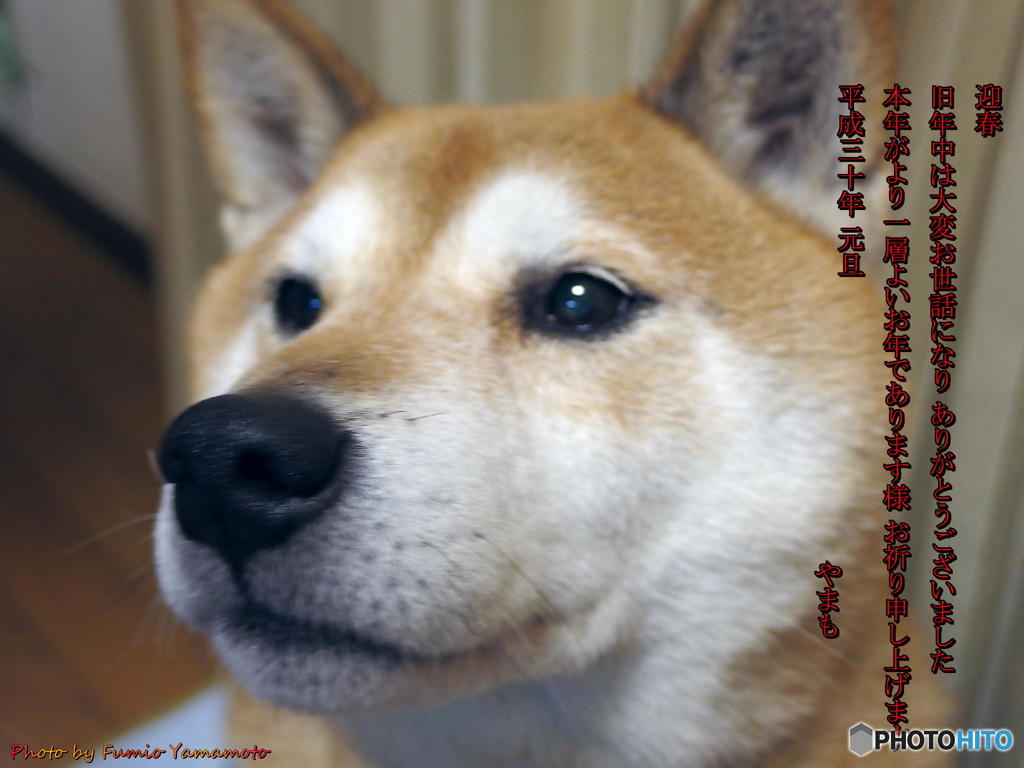 あけましておめでとうございます U^ェ^U