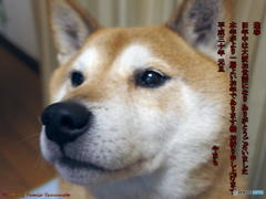 あけましておめでとうございます U^ェ^U