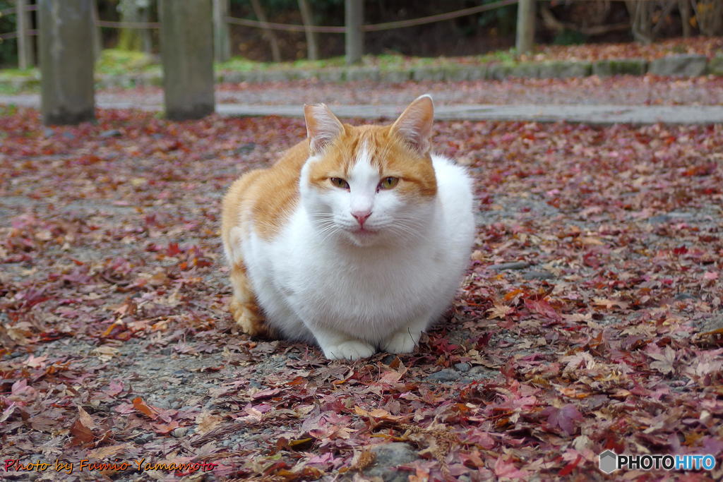 紅葉の哲猫　その２