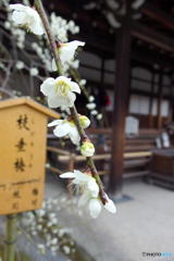 枝垂梅　その３