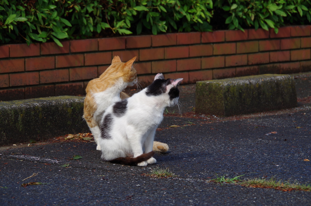 猫のシンクロ　2