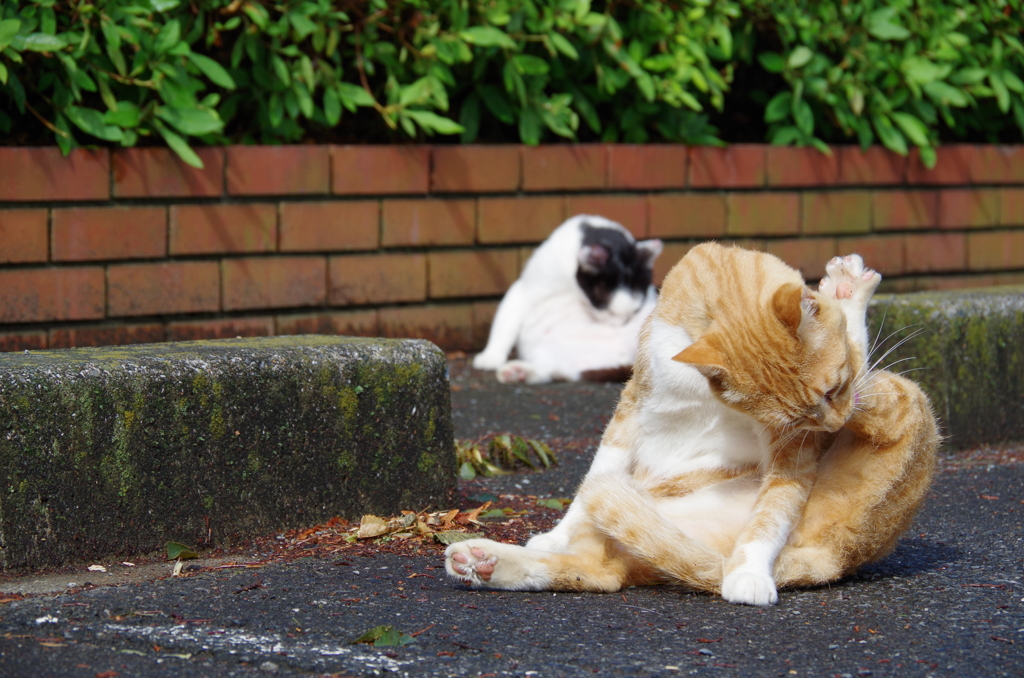 猫のシンクロ　１