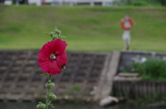 花と浮き輪