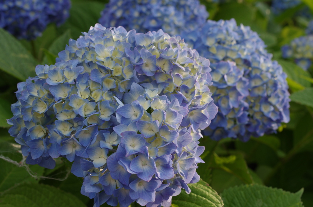 紫陽花１