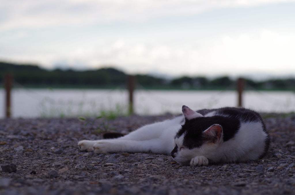 湖畔の猫