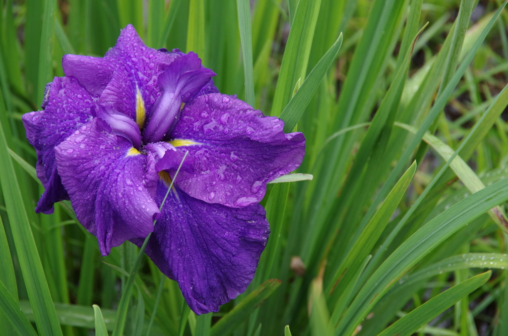 花菖蒲１