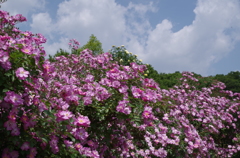 IMGP4515