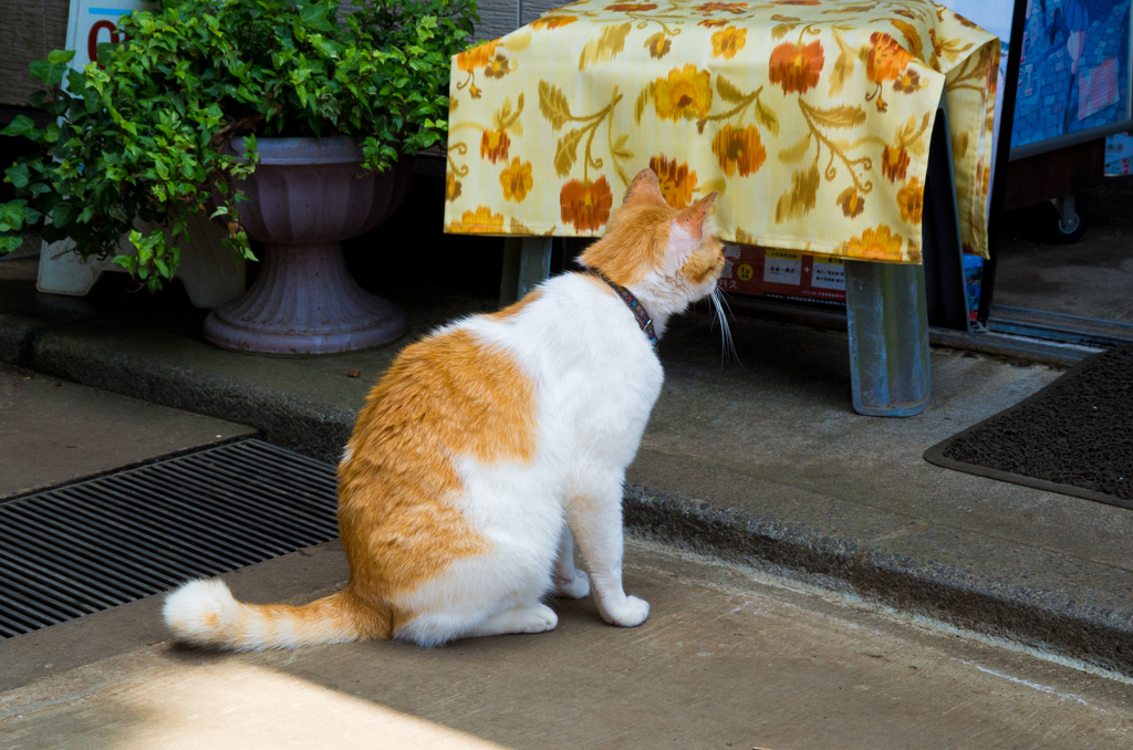 ただいまー