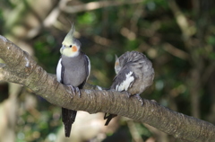 オカメインコ