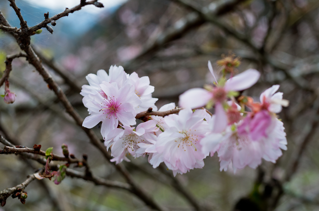 十月桜