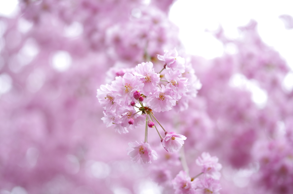 雨上がりの桜
