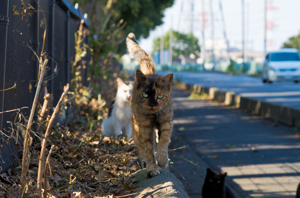 親分、ワシに行かせてください！