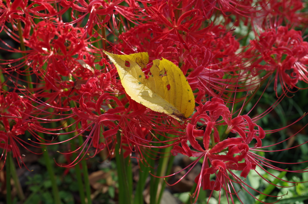 IMGP0406