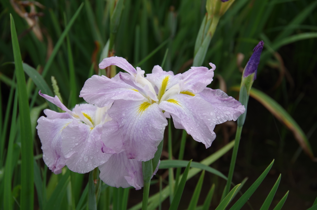 花菖蒲２