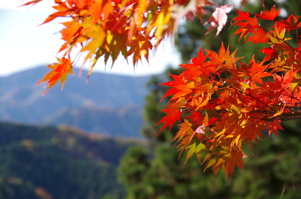 紅葉2