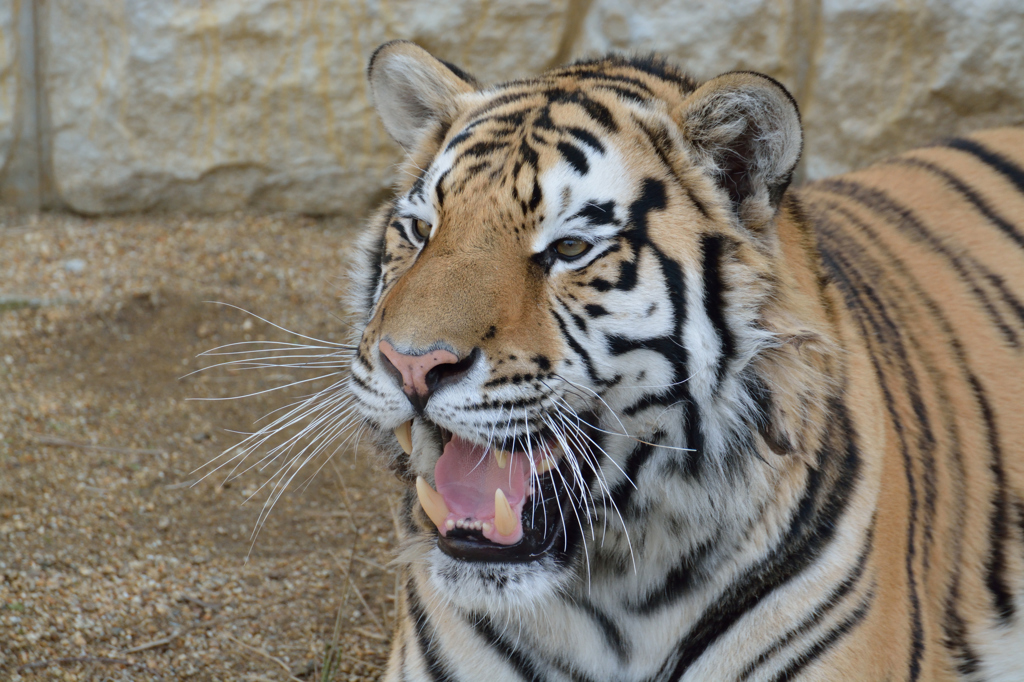 天王寺動物園