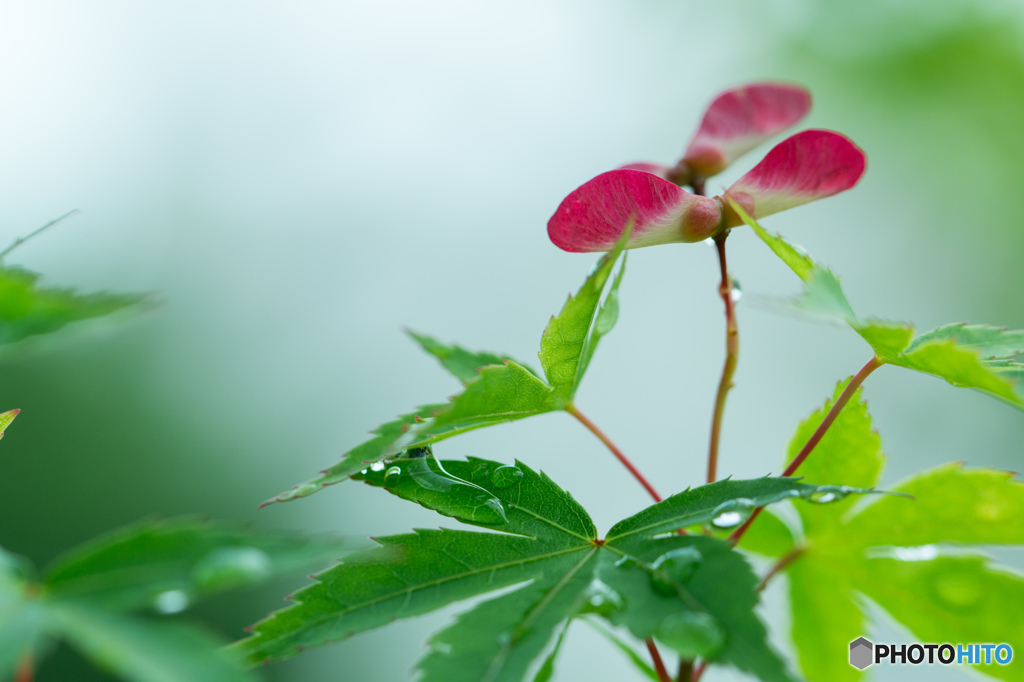 雨