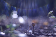 光 降り注ぐ