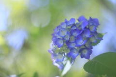 紫陽花