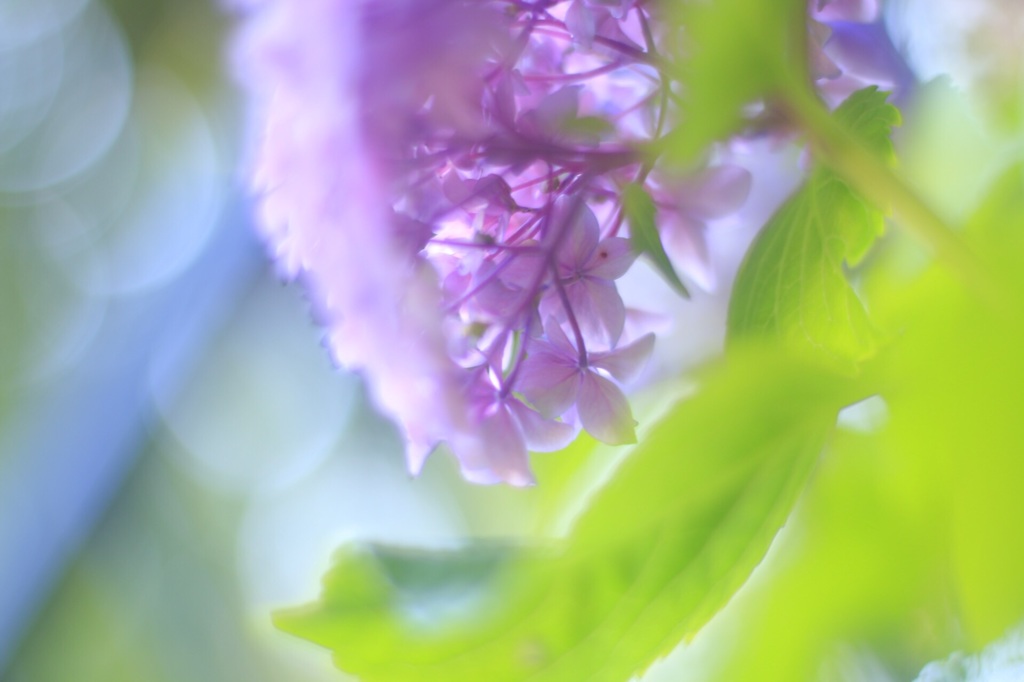 紫陽花