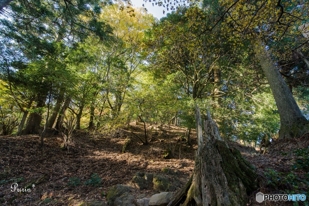 山のお散歩