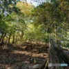 山のお散歩