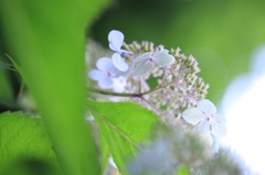 紫陽花