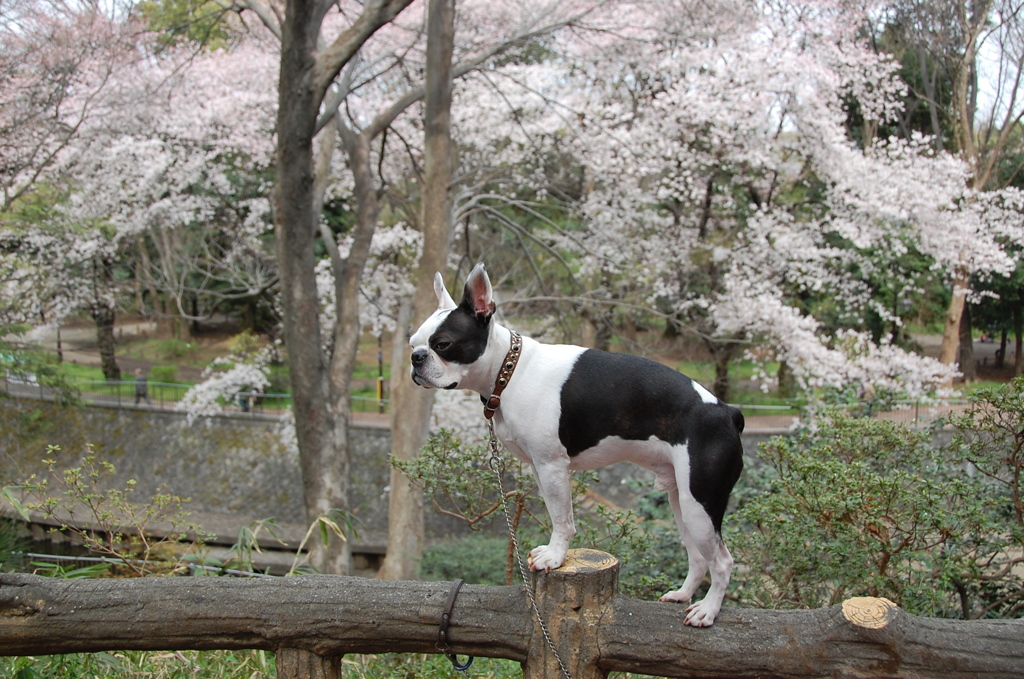 若い頃のお花見