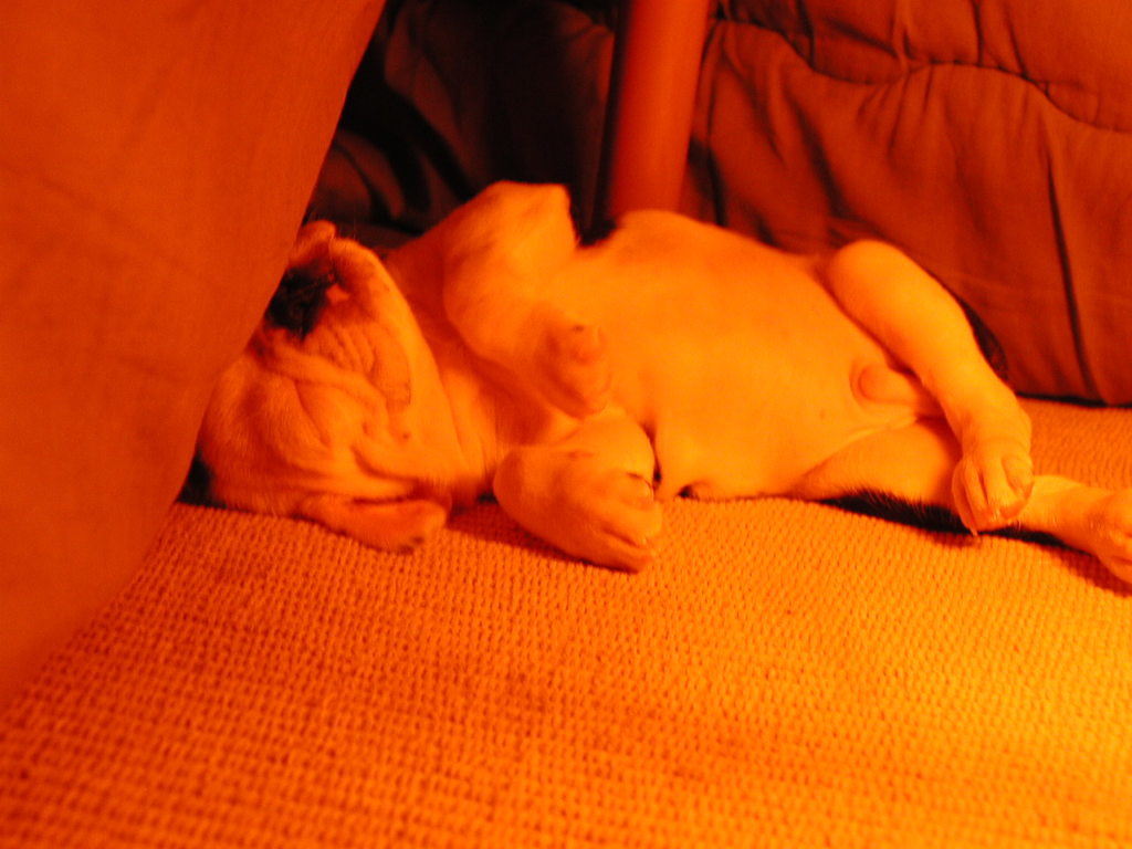 2004年11月　こたつにて