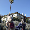 ここはカリフォルニアだよ、横浜の、、、