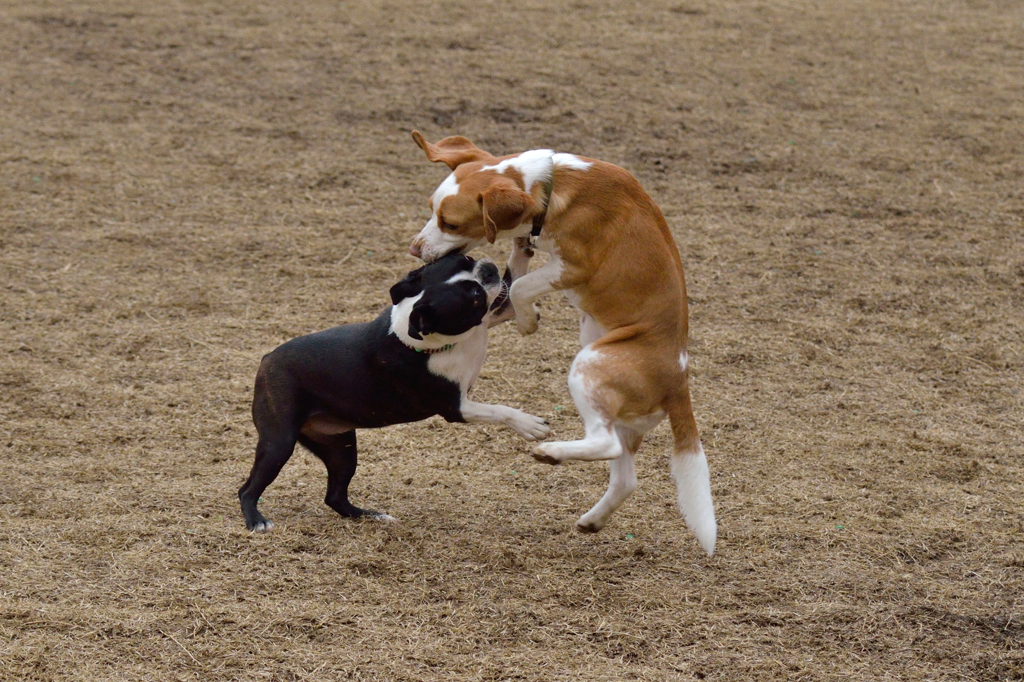 これでも楽しんでます
