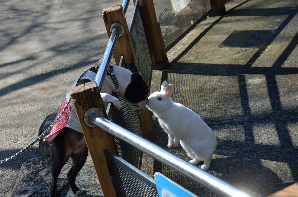 フェンス越しで