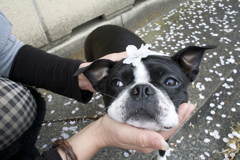 桜と犬で遊ばないでよ