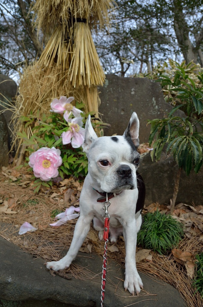 花はちれども、