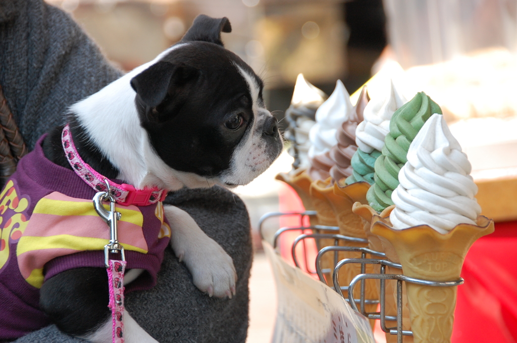 どれにしようかしら