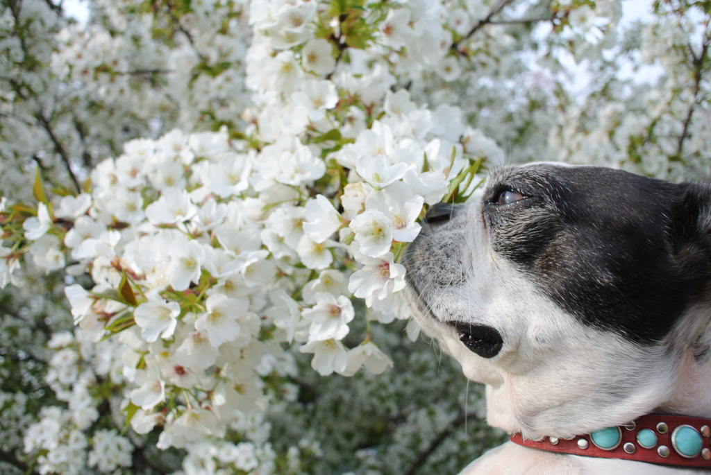 満開です。去年の桜だけど。