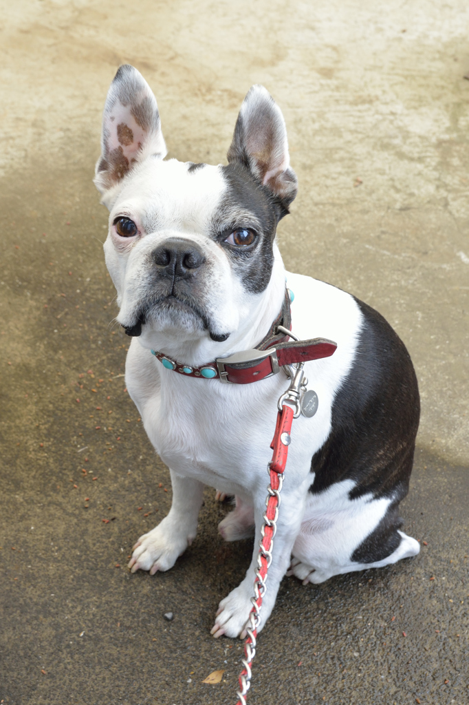 おばさんの記念写真は少し斜めに構えている