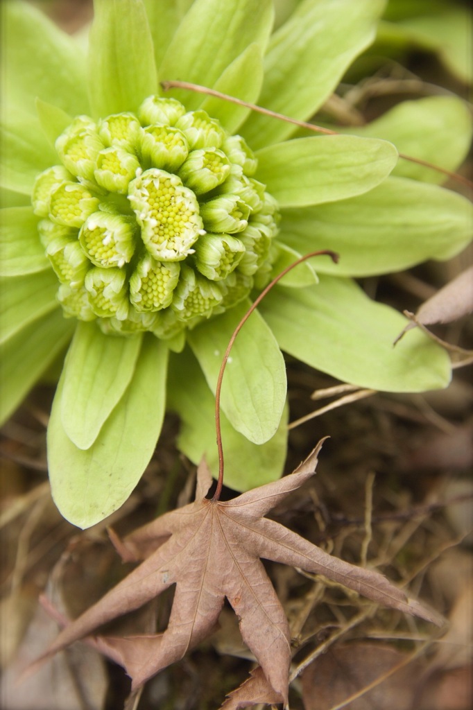 ふゆのおわり、はるのあしおと