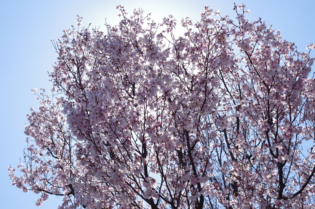 IMGP5559
