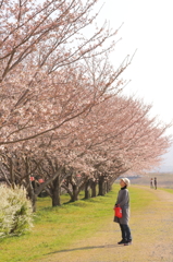 桜と母