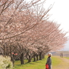 桜と母